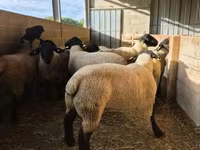 Baran, White Suffolk sheep — zdjęcie 3