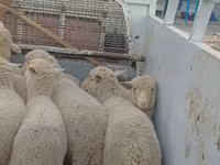 Owca, Merino sheep — zdjęcie 2