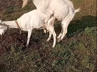 公山羊, Saanen goat — 照片 4