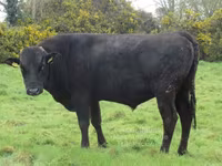 Bull, Wagyu — photo 1