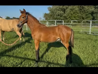 Hengst, Rocky Mountain Horse — Foto 5