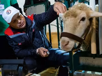 公羊, Sheep — 照片 2