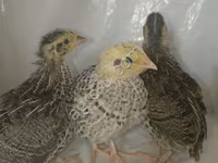 Quails — zdjęcie 2