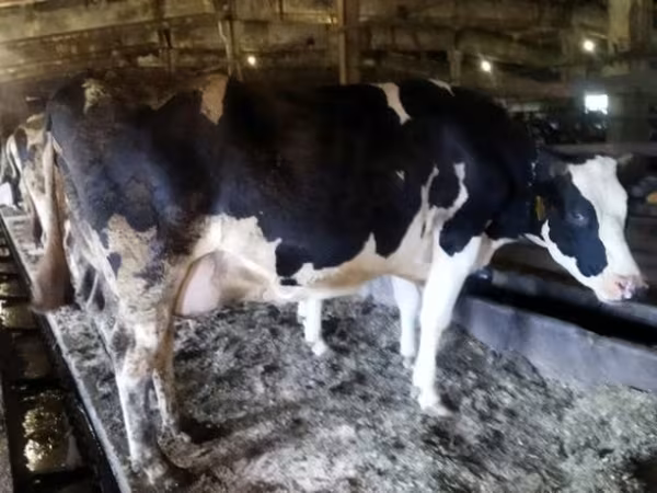 Krowa, Russian Black pied cattle — Rosja