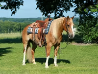 Koń, Gypsy horse — zdjęcie 2