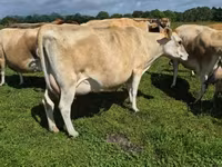 Cow, Jersey breed — photo 1