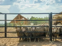 Baran, Kuibyshev sheep — zdjęcie 1