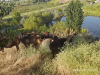 Baran, Owce — zdjęcie 1
