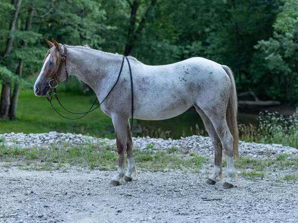 Mare, Quarter Horse