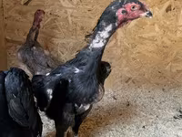 Chickens — photo 6