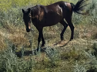 母马, Horses — 照片 2