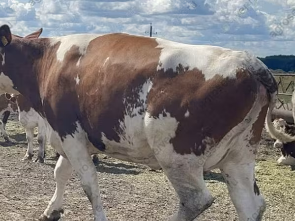 Cow, Holstein breed