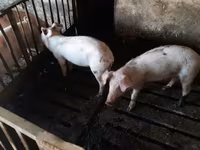母猪, Дюрок — 照片 2