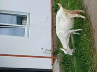 Ziege, Ziegen — Foto 6