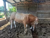 Byk, Blonde d’Aquitane cattle — zdjęcie 5