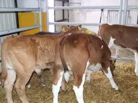 Bull, Cattle — photo 5