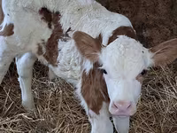 Byk, Simmental cattle — zdjęcie 6