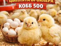 Cobb 500 — zdjęcie 2