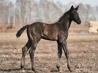 Koń, Trakehner — zdjęcie 1