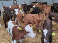 Bull, Cattle — photo 6