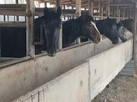Caballo, Horse breed — foto 6
