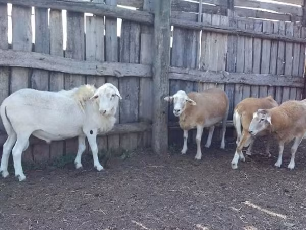 Baran, Katum sheep