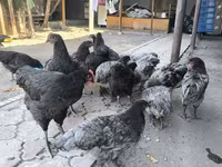 Australorp — photo 2