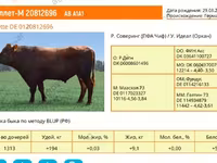 Byk, Aberdeńsko-anguska — zdjęcie 1