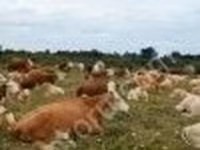 सांड, Simmental cattle — फ़ोटो 2