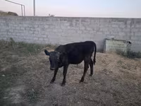 Bull, Alatau breed — photo 7