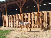 Baran, Edilbay sheep — zdjęcie 2