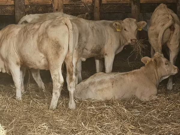 Krowa, Charolais cattle