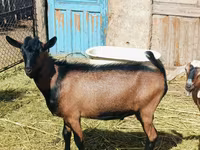 Kozioł, Nubian Goat — zdjęcie 4