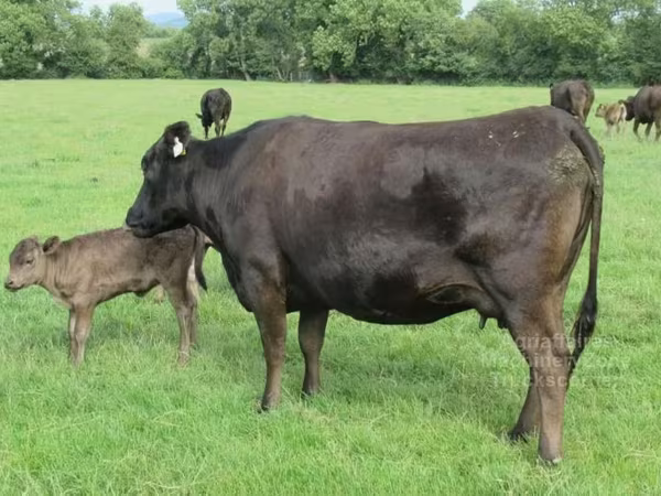 Krowa, Wagyu