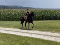 Kobyła, Przewalski's horse — zdjęcie 2