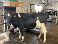 Cow, Holstein breed — photo 7