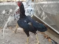 Chickens — photo 1