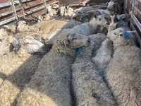 母羊, Sheep — 照片 1