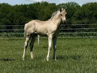 Kobyła, Rocky Mountain Horse — zdjęcie 8