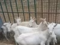 बकरा, Boer goat — फ़ोटो 6