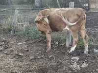 Krowa, Latvian Blue cattle — zdjęcie 3