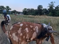 Kozioł, Nubian Goat — zdjęcie 2