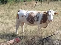 सांड, मवेशी — फ़ोटो 1