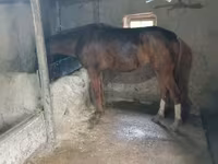 Hengst, Thoroughbred horse — Foto 4