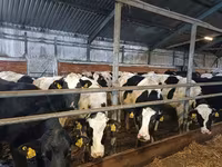 Kuh, Holstein-Rasse — Foto 3