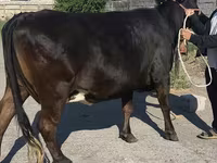Cow, Holstein breed — photo 5