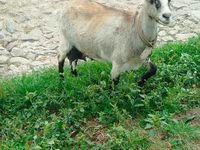 عنزة, الماعز — الصورة 3