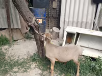 Baran, Edilbay sheep — zdjęcie 3