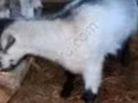 Ziege, Ziegen — Foto 3