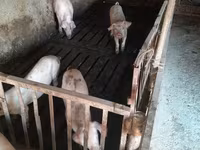 母猪, Дюрок — 照片 1